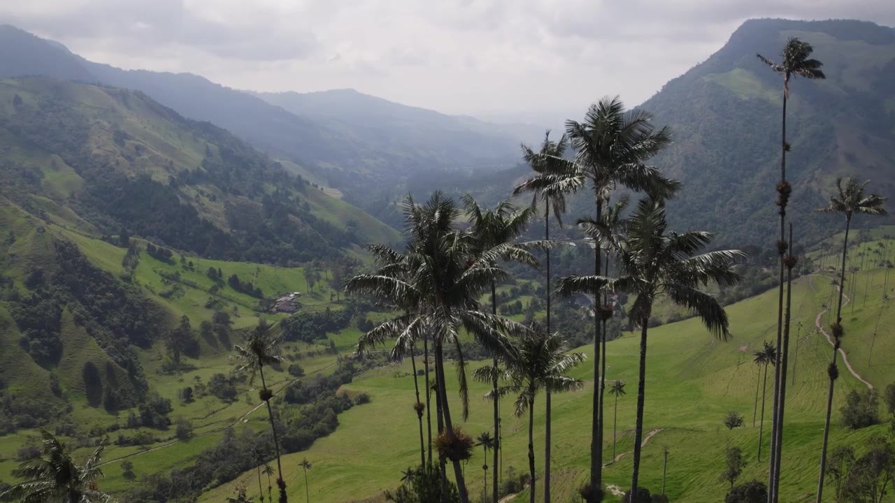 Salento y Valle de Cocora · imagen 03